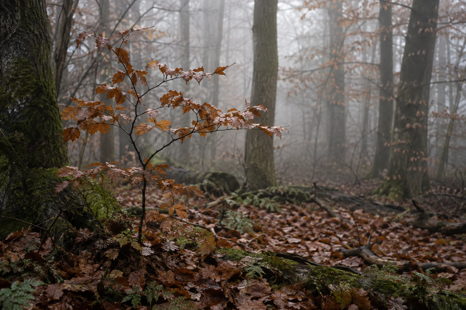 Low copper-leaved sapling beside a mossy trunk on a damp, leaf-covered forest floor.