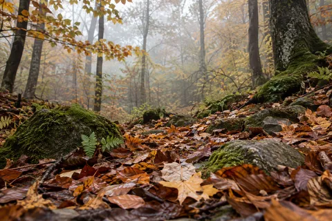 Ground-level view of autumn leaves and mossy stones beneath misty golden woodland.
