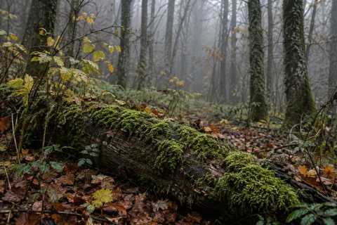 Moss-covered fallen log with small yellowing plants and wet autumn leaves in misty woods.