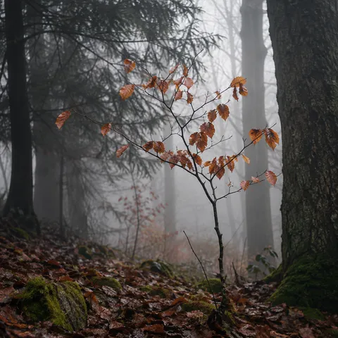 Slender young beech with copper leaves framed by dark tree trunks in pale woodland mist.