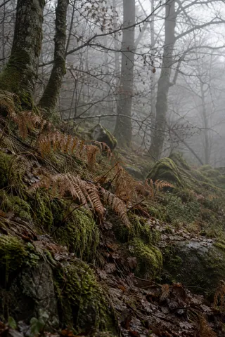 Brown bracken on a mossy rocky bank beneath bare misty woodland trees.