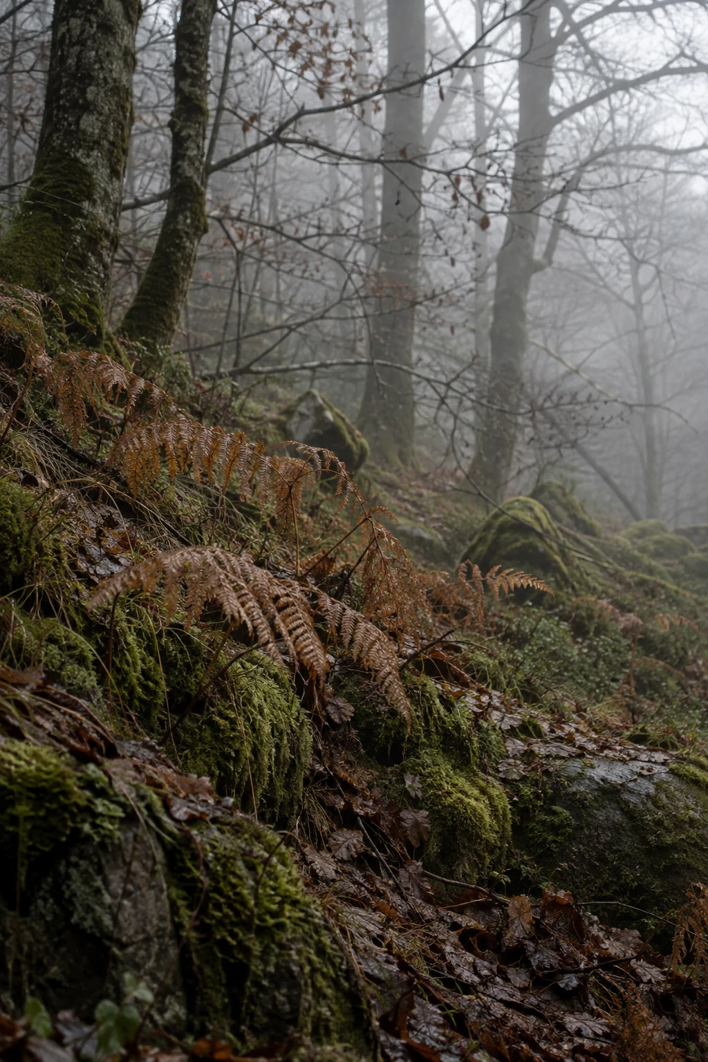 Brown bracken on a mossy rocky bank beneath bare misty woodland trees.