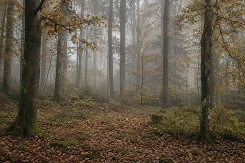 Open autumn forest floor between tall trunks with gold leaves and thin mist.