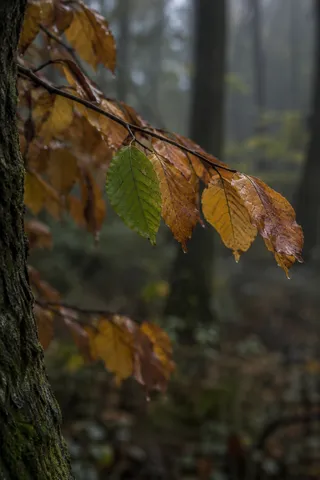 One green leaf among ochre and brown leaves on a low branch beside a dark tree trunk.
