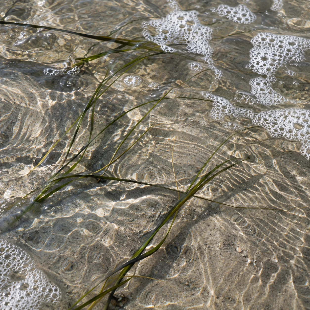 Long green grass blades cross clear shallow water over sand, between small patches of white foam.