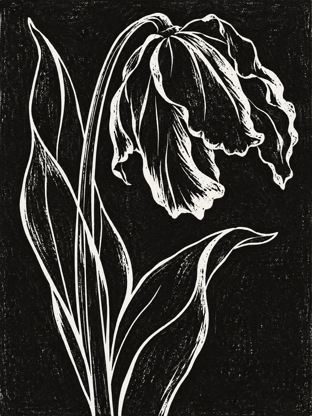 A single tulip past its best in black, charcoal, stone; portrait artwork.