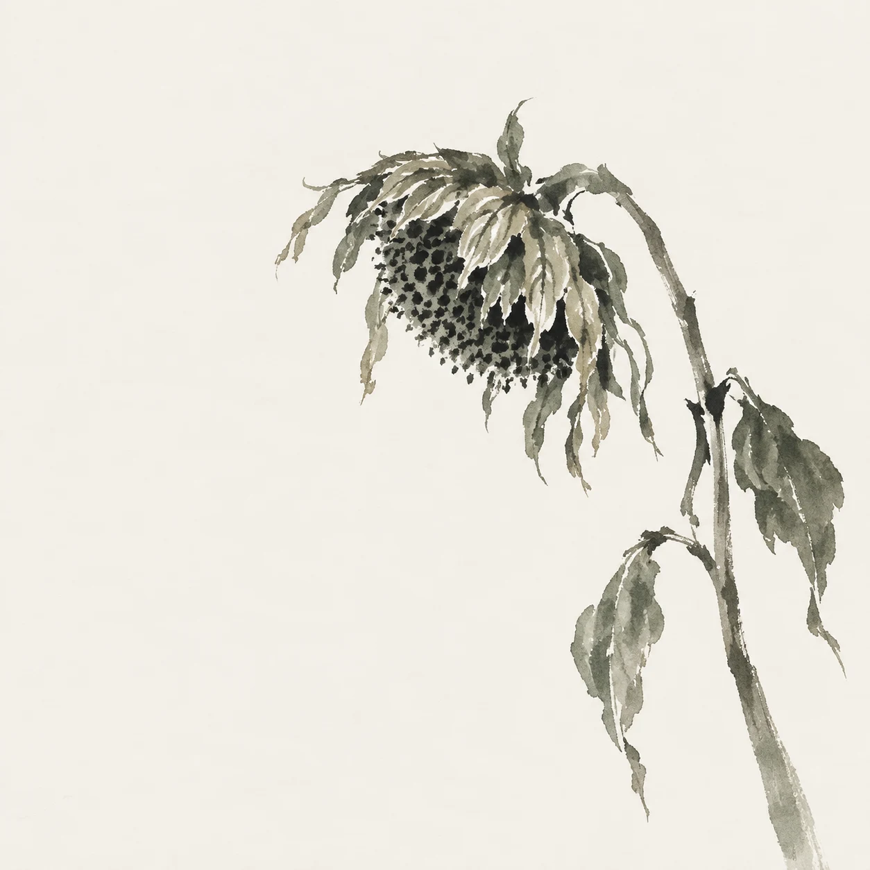 A sunflower head gone to seed in white, gray; square artwork.