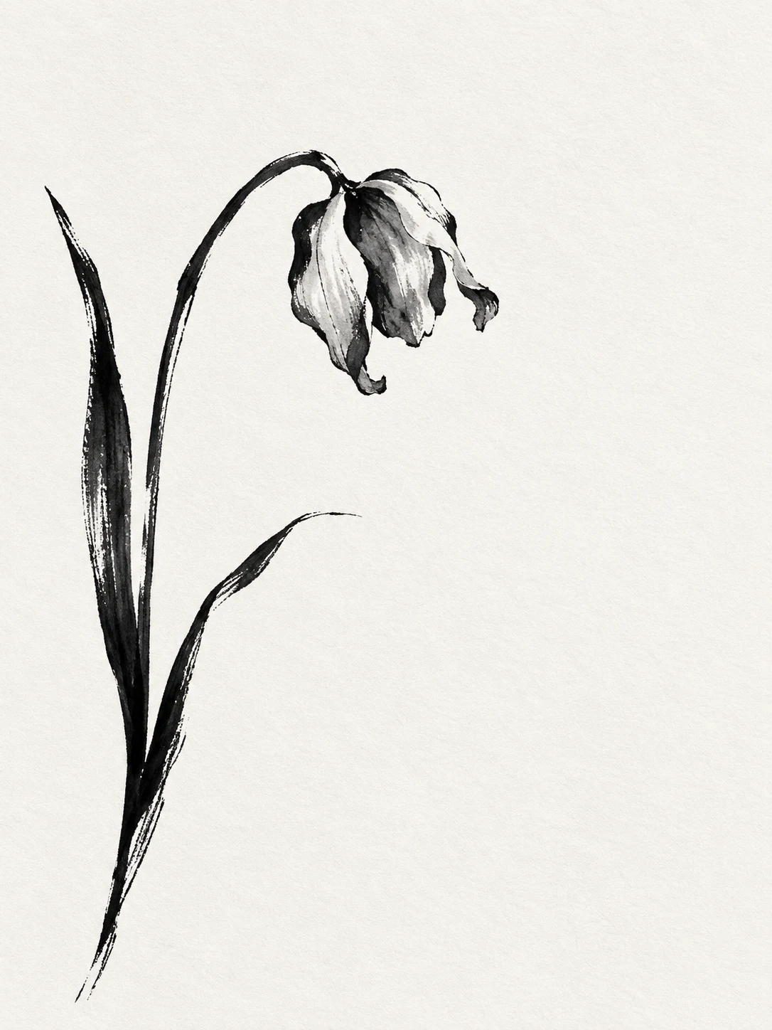 A single tulip past its best in white, gray; portrait artwork.
