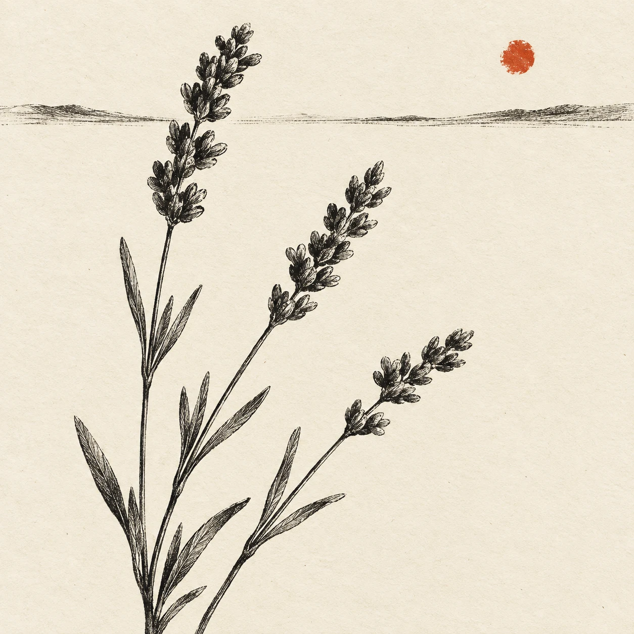 Three stems of lavender in white, cream, sand; square artwork.