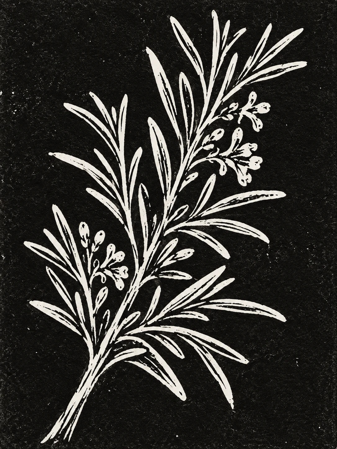 A sprig of rosemary in black, charcoal, stone; portrait artwork.