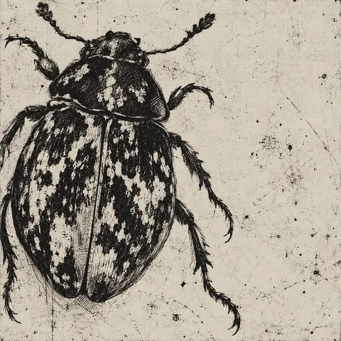 A beetle seen from above in stone, cream, black, charcoal; square artwork.