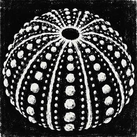 A sea urchin shell in black, cream, charcoal, gray; square artwork.