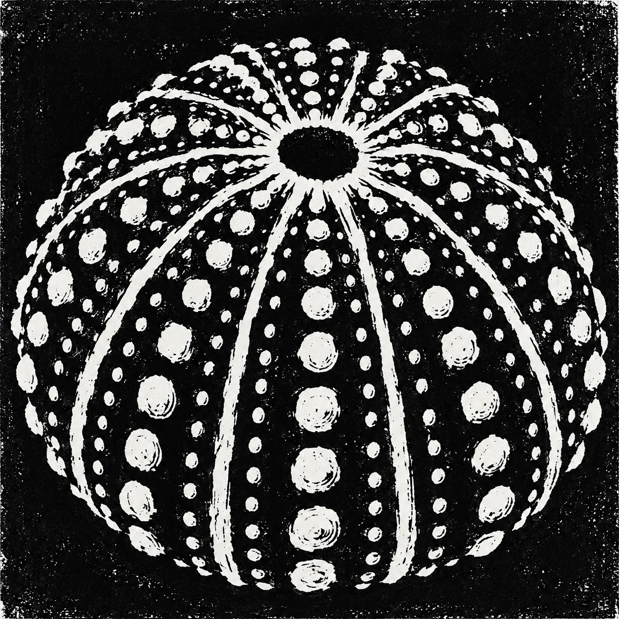 A sea urchin shell in black, cream, charcoal, gray; square artwork.