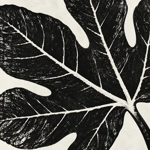A giant fig leaf with its veins in black, white, charcoal, stone; square artwork.