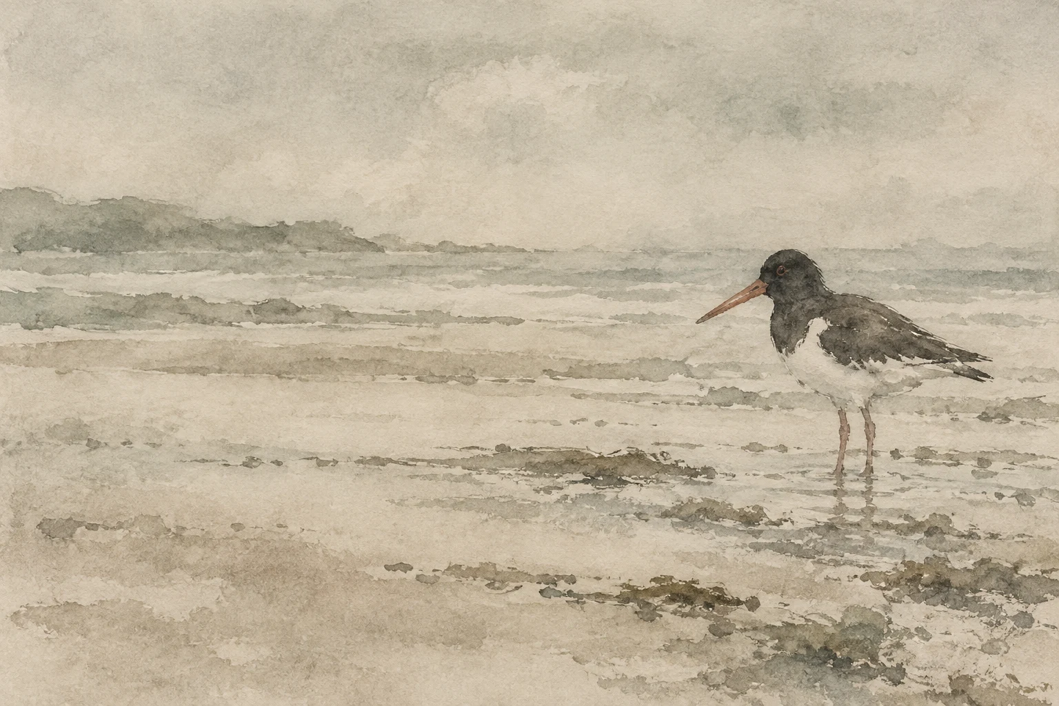 An oystercatcher at the tide line in stone, sand, sage; landscape artwork.