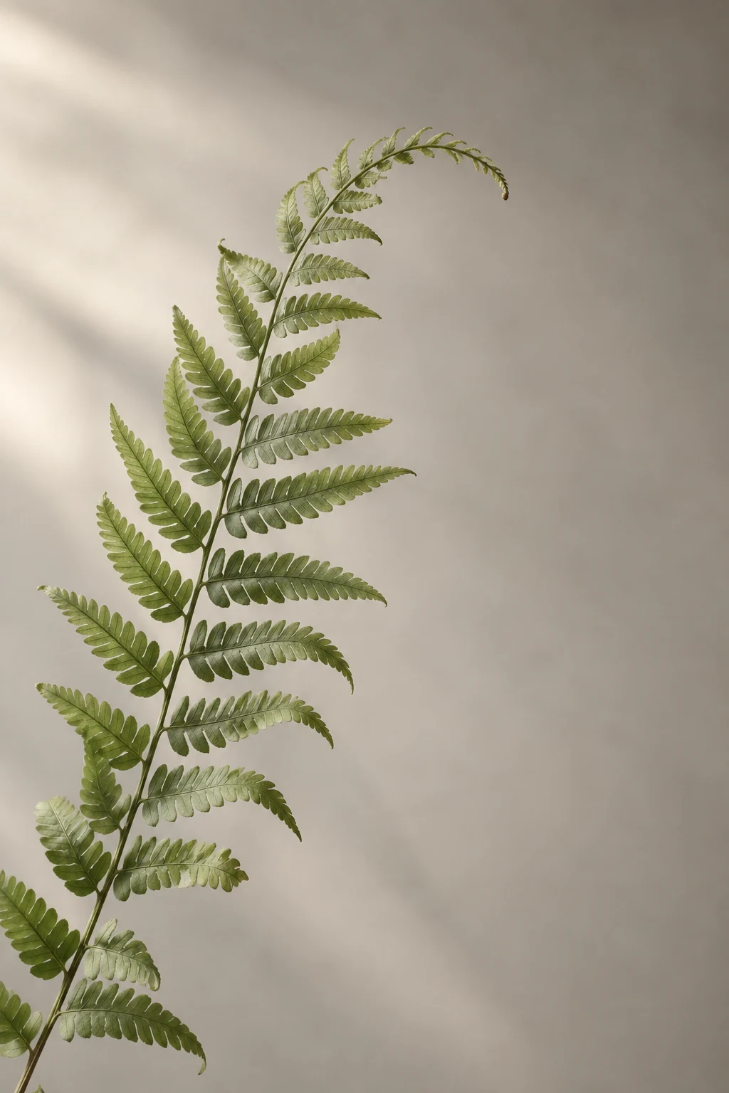 A slender olive fern frond curves through soft light against a warm-gray background.