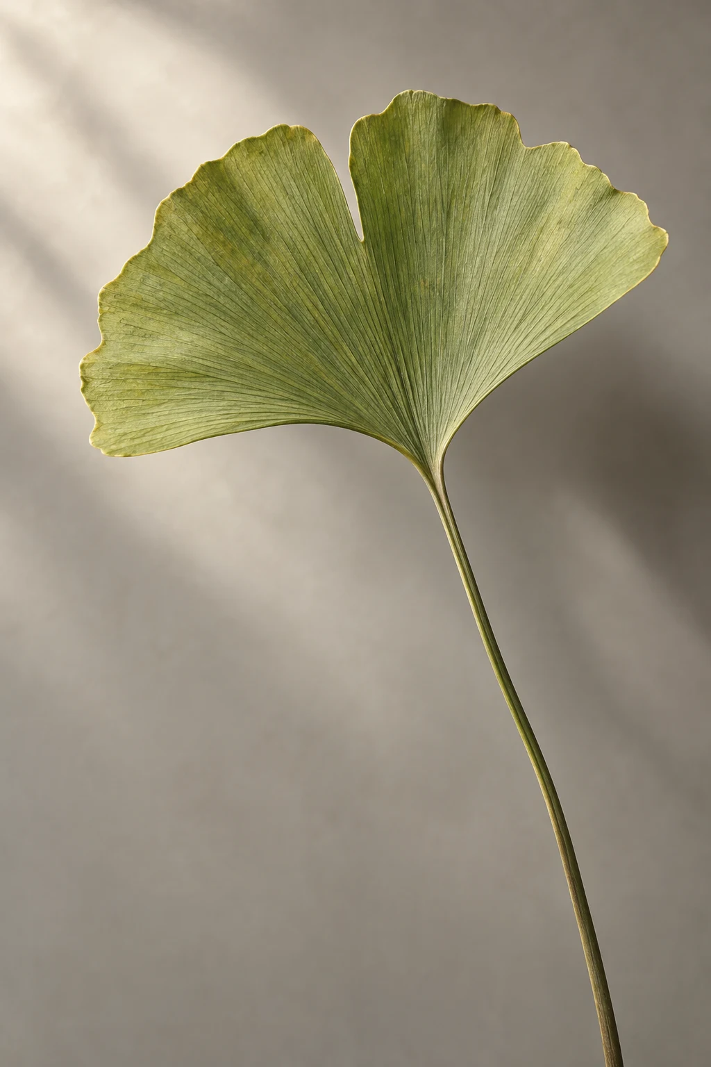 A pale olive ginkgo leaf opens like a fan on a slender stem.