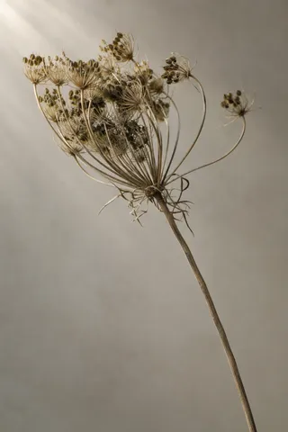 A dried seed umbel branches from a fine stem against soft warm-gray light.