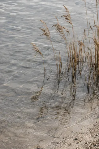 Fine tawny reeds and broken reflections rise from pale shallow water beside a sandy edge.